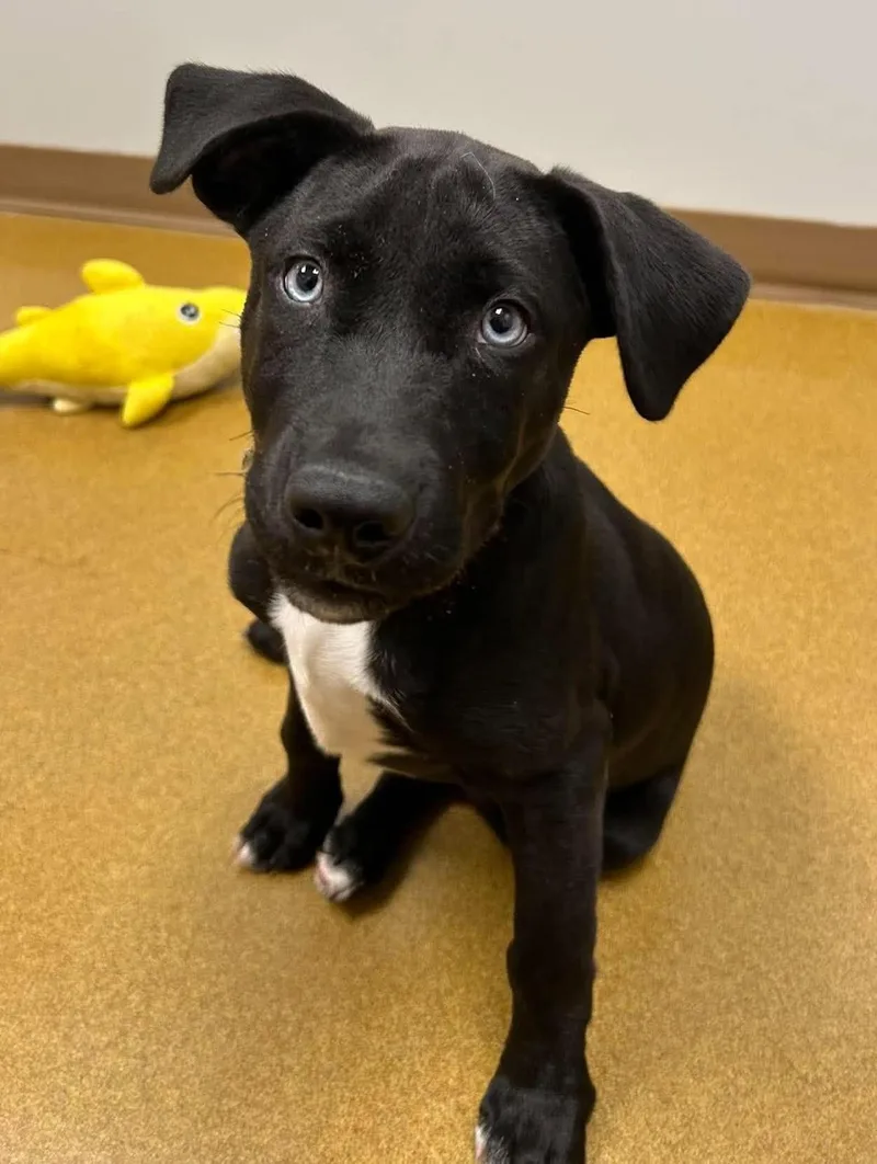 A baby large-sized female Black Labrador Retriever dog named Little Lady for adoption in Maryville, MO