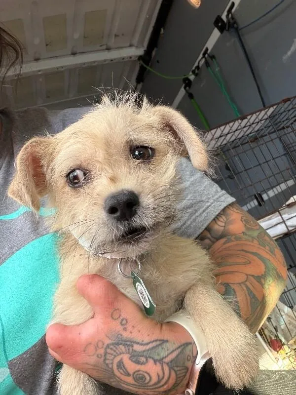 A baby small-sized female Terrier dog named Beta for adoption in Zimmerman, MN