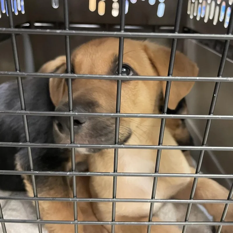 A baby small-sized male Yellow / Tan / Blond / Fawn Mixed Breed dog named Minnow for adoption in Springboro, OH