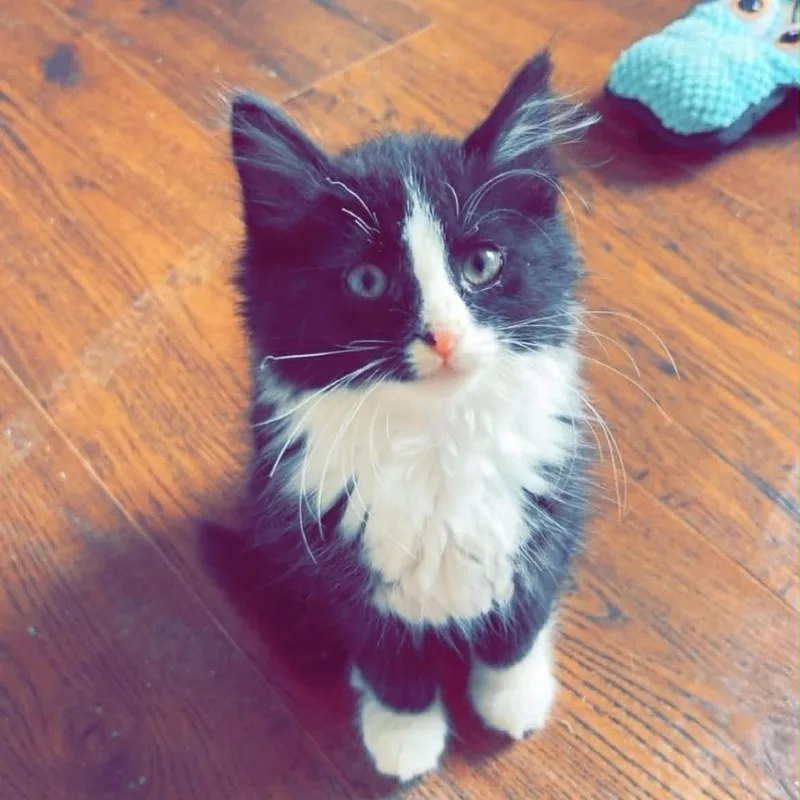 A baby small-sized male Black Domestic Medium Hair cat named Sylvester for adoption in Lyndhurst, VA