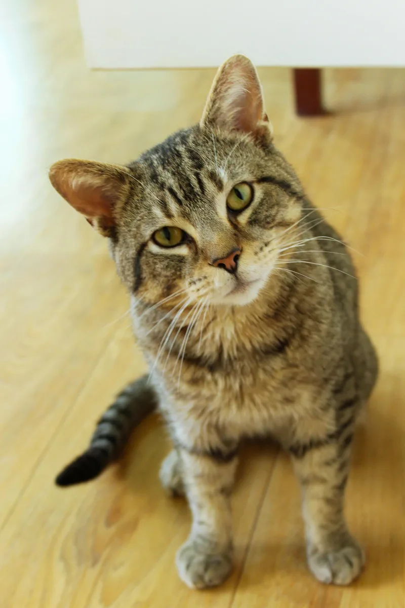 An adult medium-sized male Tabby (Brown / Chocolate) Domestic Short Hair cat named William for adoption in Urbana, OH