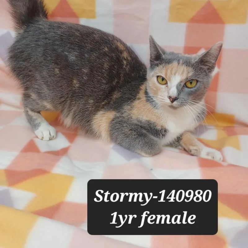 A young small-sized female Domestic Short Hair cat named Stormy for adoption in New Tazewell, TN