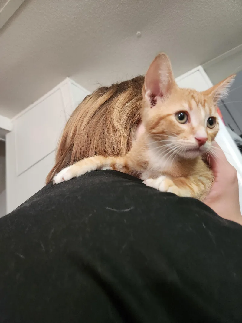 A young medium-sized male Orange & White Domestic Short Hair cat named Ren for adoption in Mount Pleasant, TX