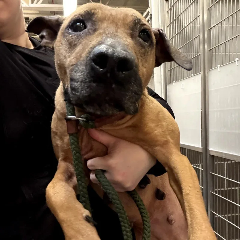 A baby medium-sized female Brown / Chocolate Terrier dog named Butterfly for adoption in Northbrook, IL