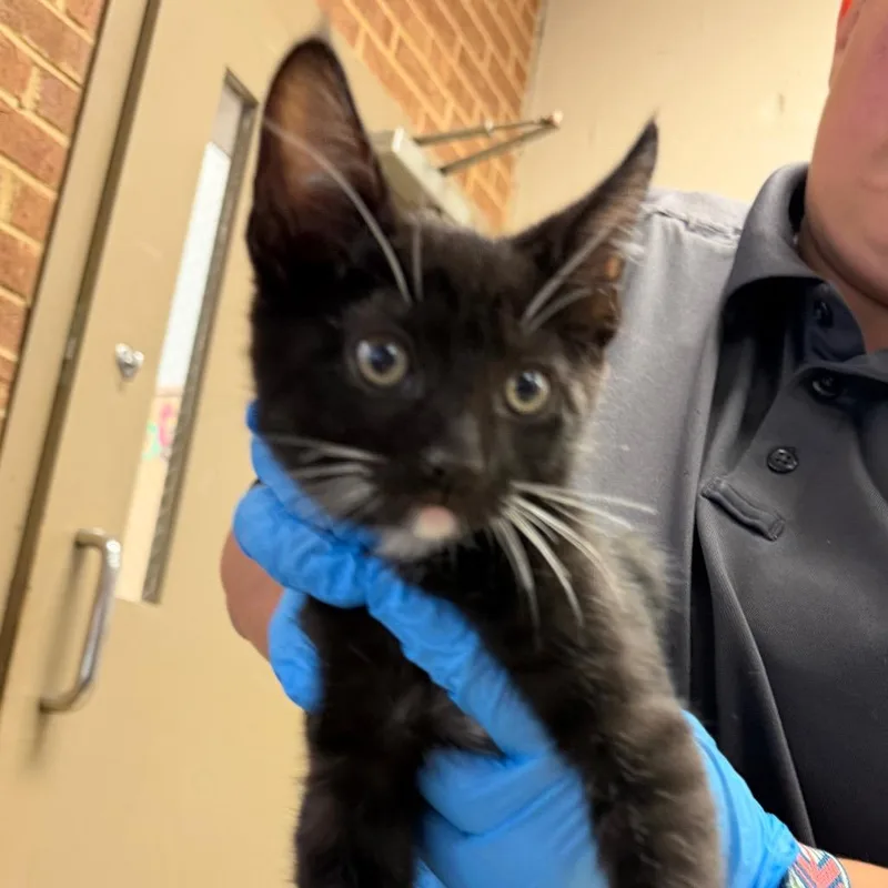 A baby small-sized male Black Domestic Short Hair cat named Rumi for adoption in Birmingham, AL