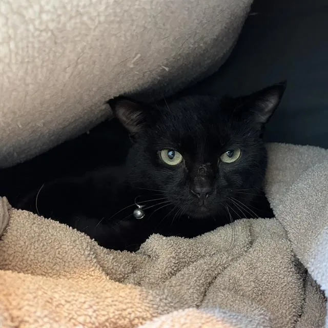A young small-sized male Domestic Short Hair cat named Azul for adoption in Centerville, MA