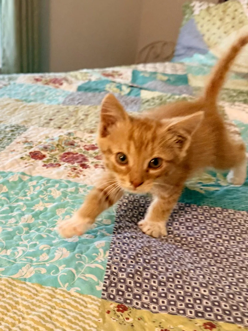 A baby medium-sized male Orange & White Domestic Short Hair cat named Sonny for adoption in Coatesville, PA