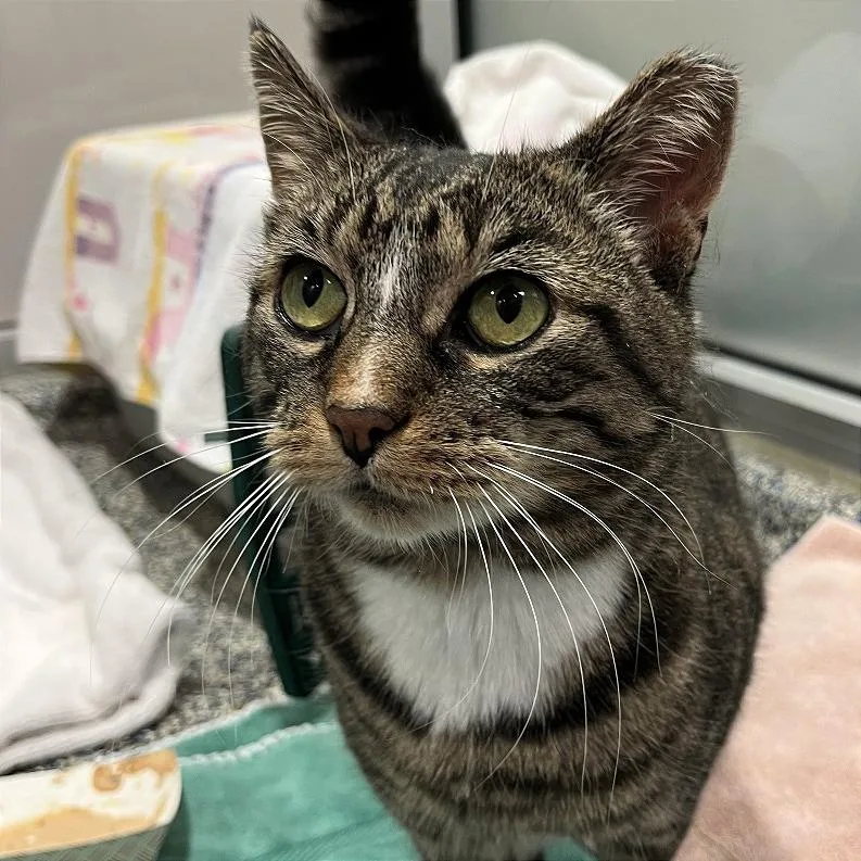 An adult medium-sized female Brown / Chocolate Domestic Short Hair cat named Squeaky for adoption in Fairport, NY