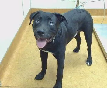 A young large-sized male Pit Bull Terrier dog named Vegas for adoption in Sacramento, CA