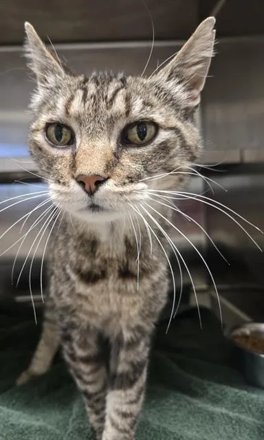 A senior medium-sized female Domestic Short Hair cat named Fanny Anne for adoption in Auburn, CA