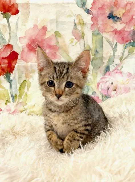 A baby small-sized male Tabby (Tiger Striped) Tabby cat named Bobby for adoption in Tehachapi, CA
