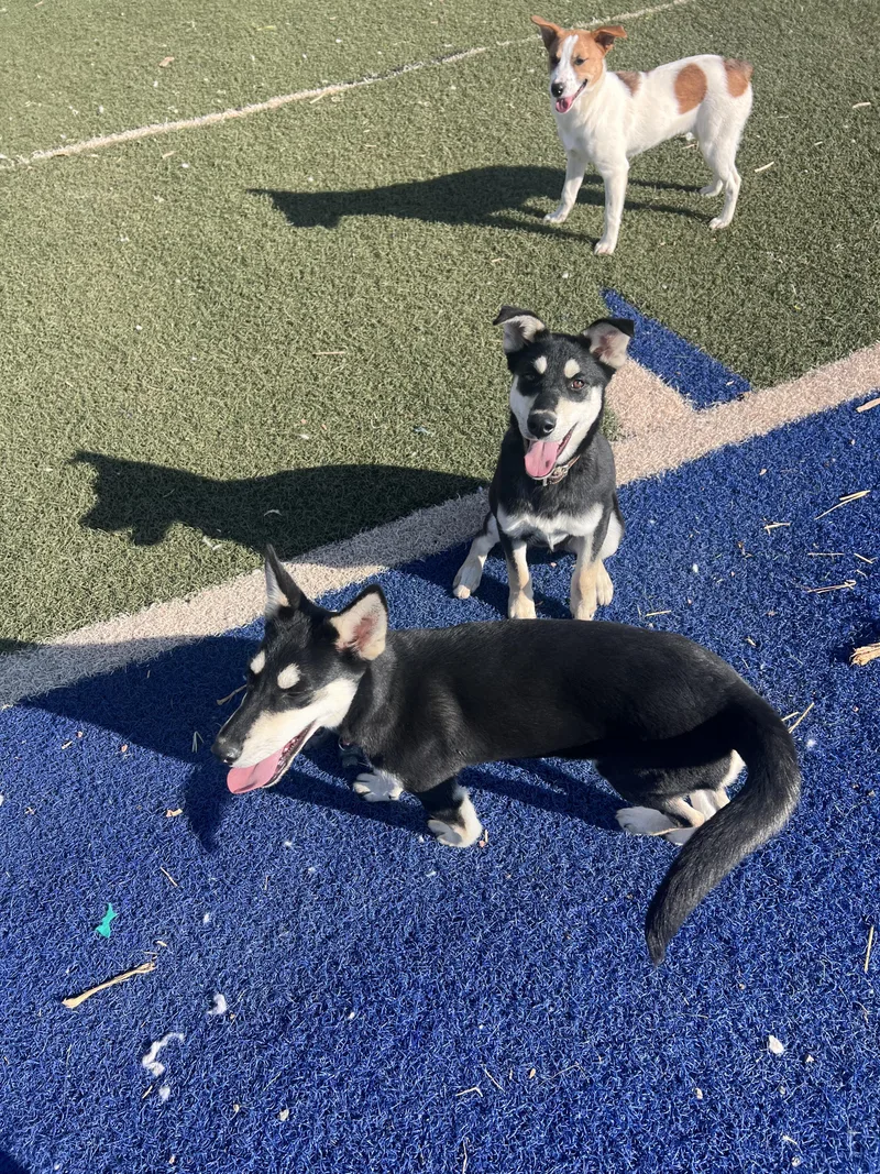 Yuengling thumbnail 2