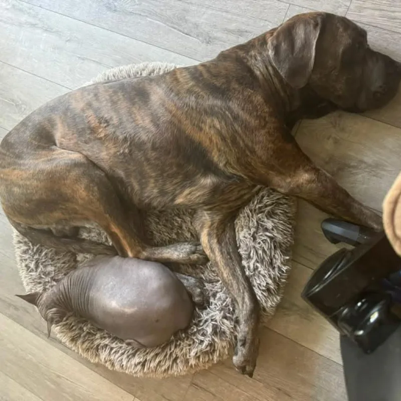 An adult extra large-sized male Gray / Blue / Silver Great Dane dog named Stout for adoption in White, GA