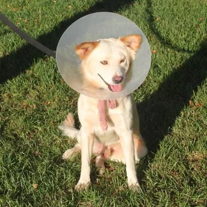 A young medium-sized male Golden Retriever dog named Hobbit for adoption in Elk Grove Village, IL