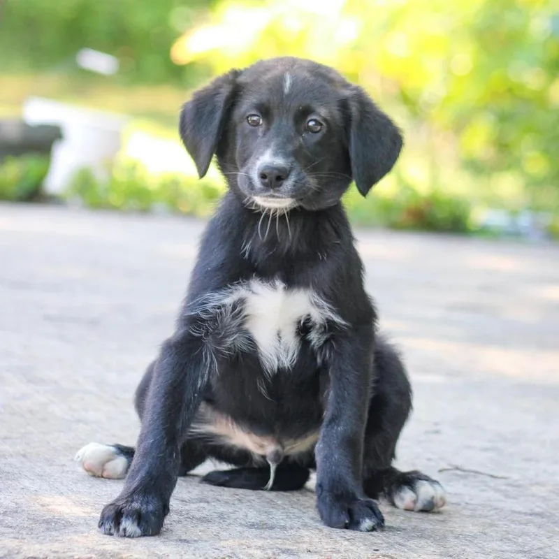 A baby large-sized male Mixed Breed dog named Snips for adoption in Groveland, MA