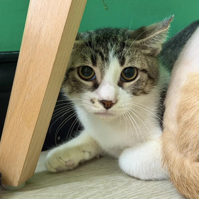 A baby small-sized male Brown / Chocolate Domestic Short Hair cat named Beanie Baby for adoption in Dayton, OH
