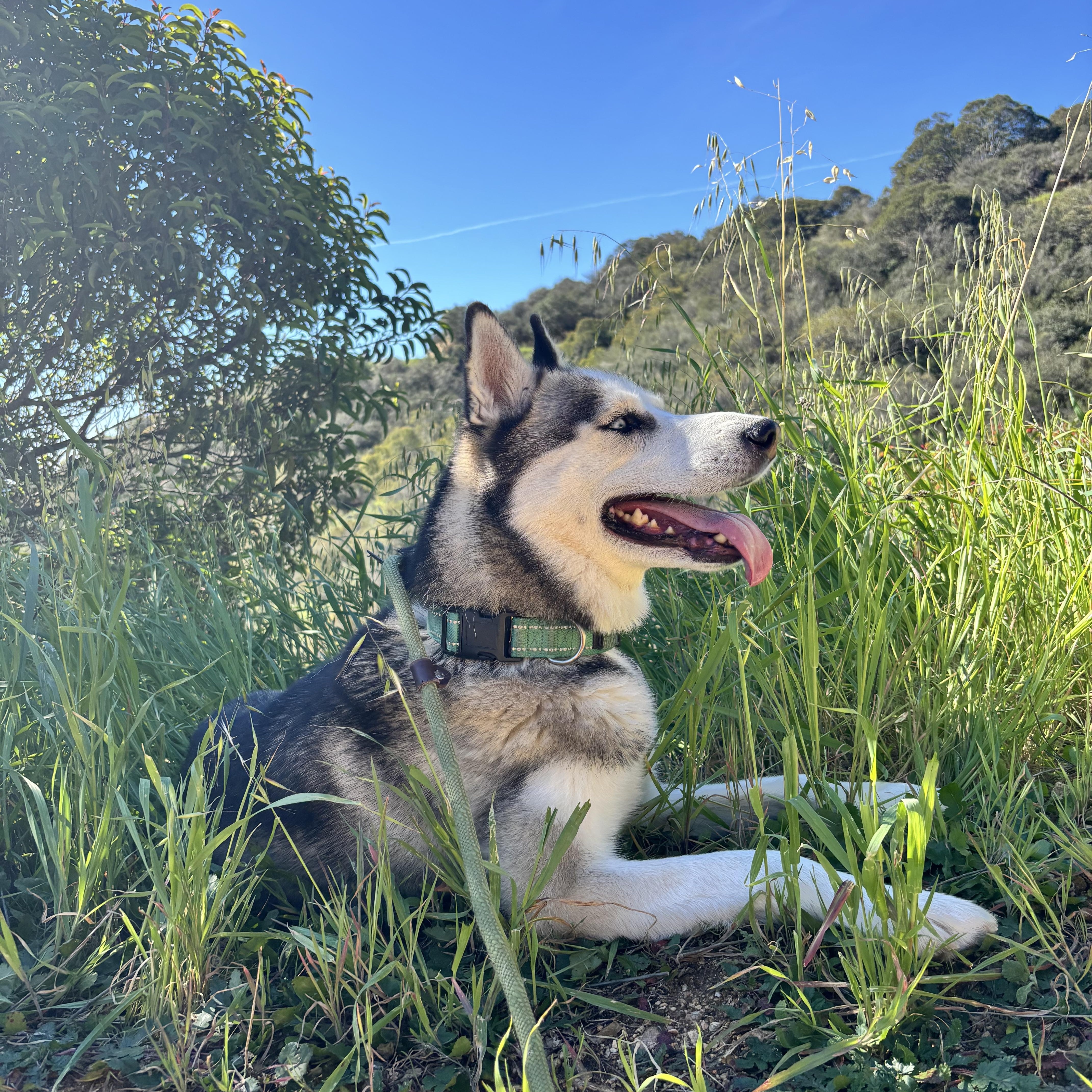 Fia Devanae thumbnail 2