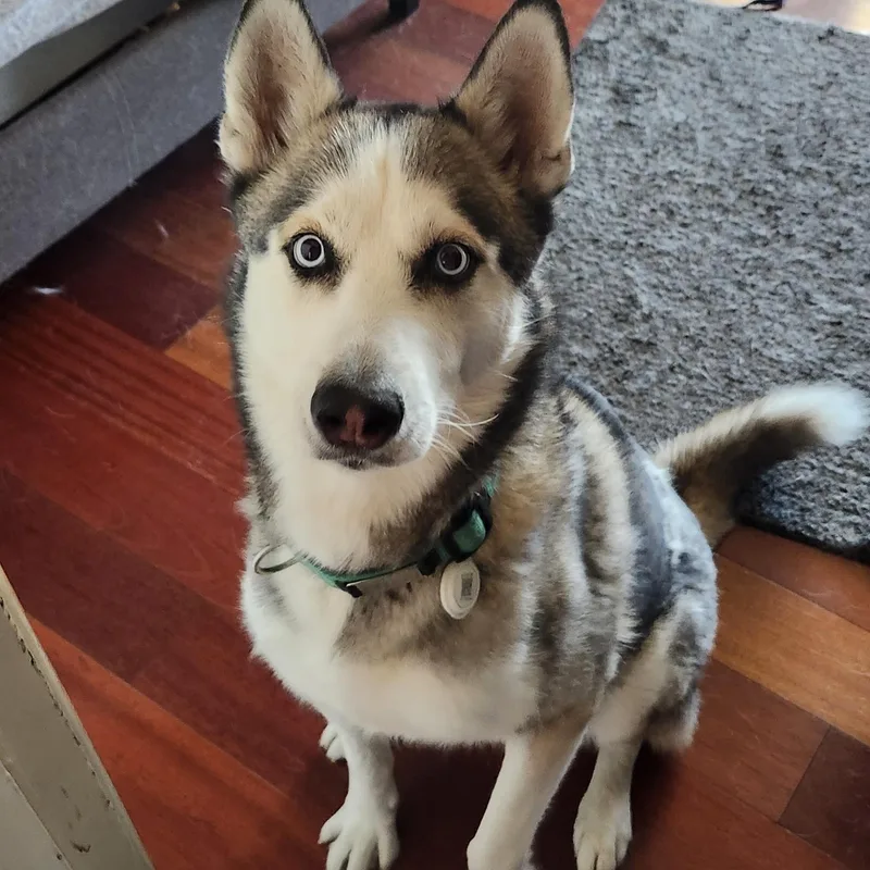 Fia Devanae thumbnail 3