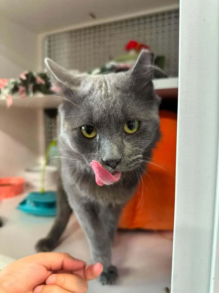 A young medium-sized male Siberian cat named Brody for adoption in Chicago, IL