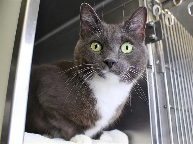 An adult medium-sized female Domestic Short Hair cat named Daphne for adoption in Tallahassee, FL