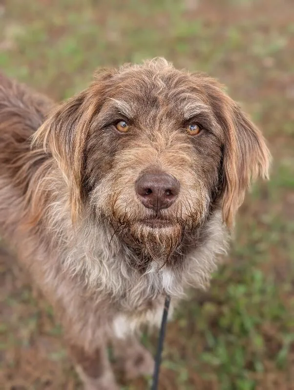 An adult medium-sized female Brown / Chocolate Wirehaired Terrier dog named Pearl for adoption in Aiken, SC