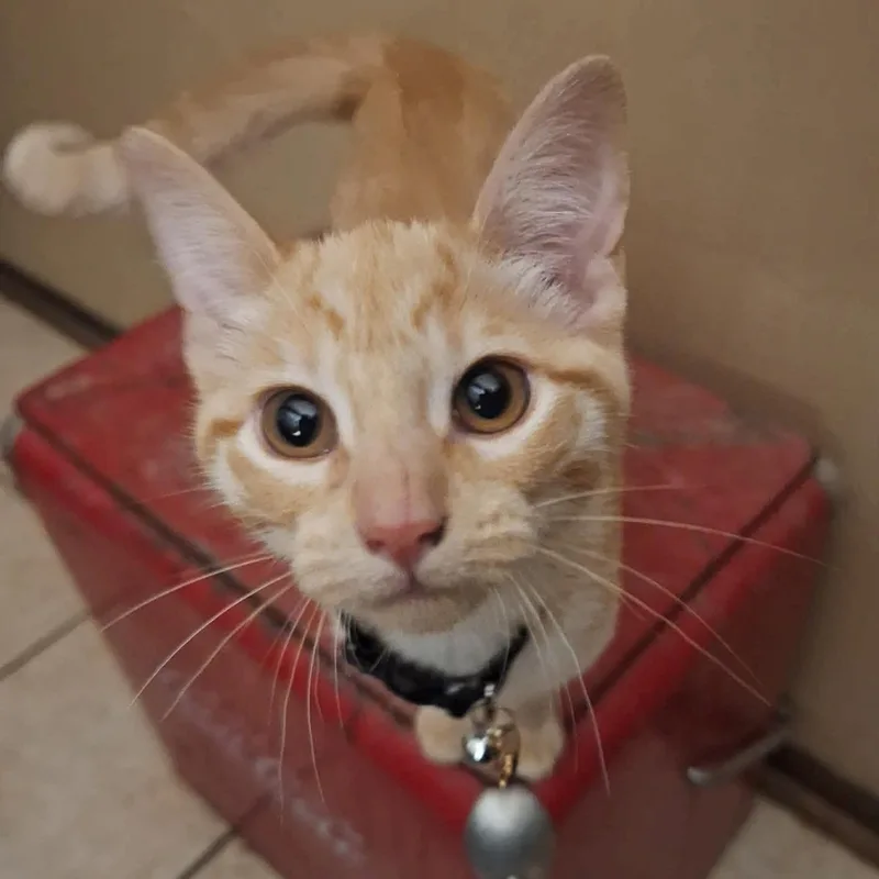 A baby medium-sized female American Shorthair cat named Grace for adoption in Yukon, OK