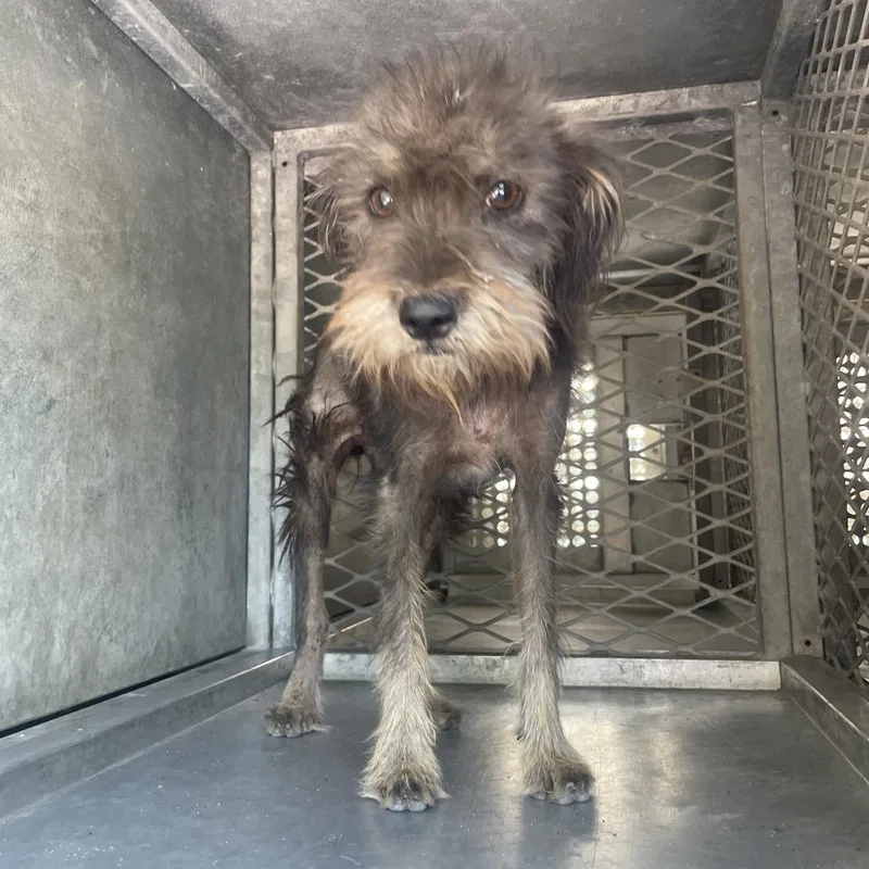 A young small-sized female Gray / Blue / Silver Terrier dog named Bloom for adoption in Edinburg, TX