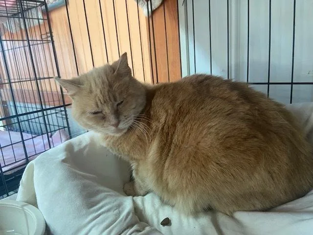 An adult small-sized female Domestic Short Hair cat named Lily for adoption in Breinigsville, PA
