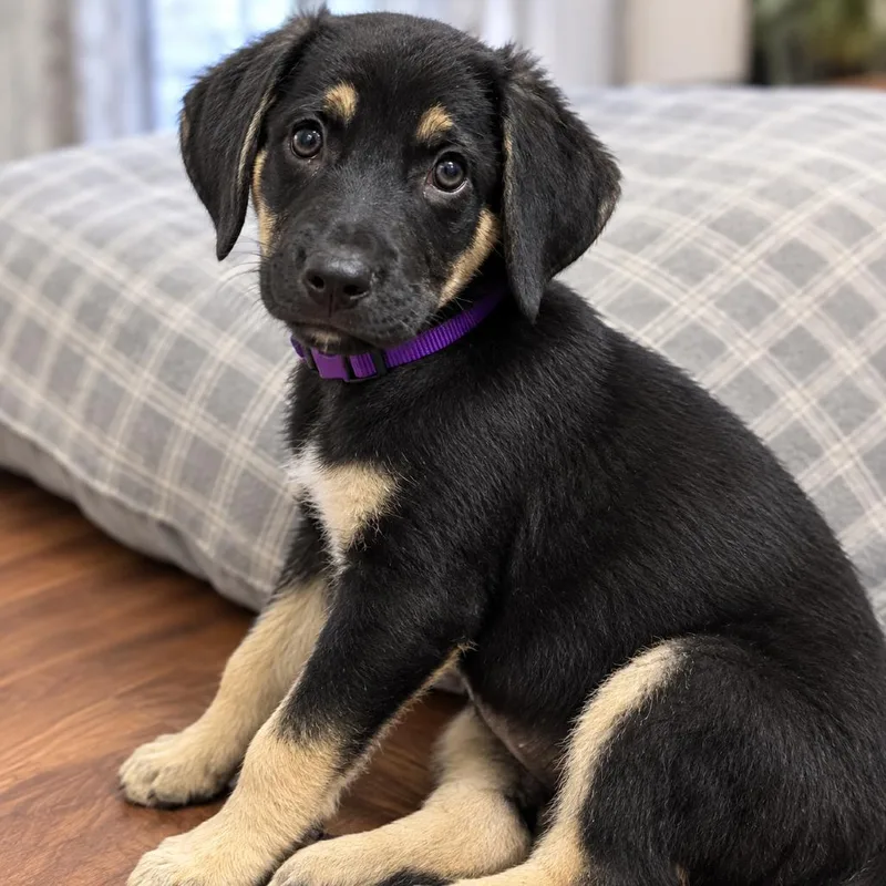 A baby medium-sized male Black Collie dog named Groovy for adoption in South Elgin, IL