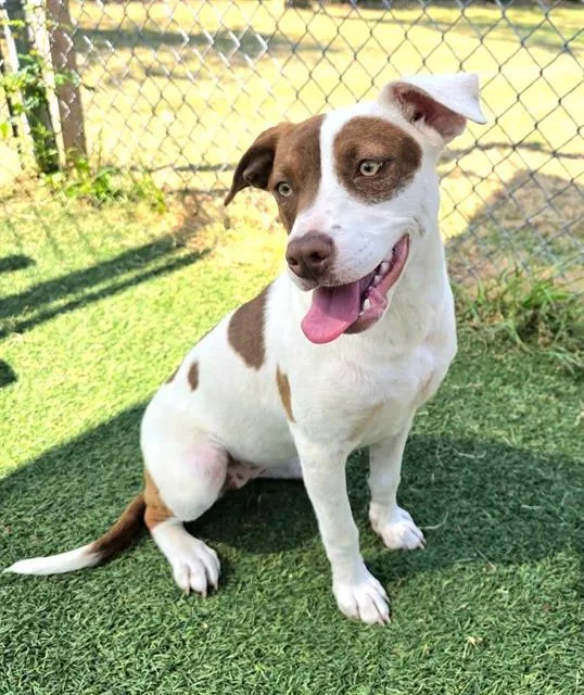 A young medium-sized female Mixed Breed dog named Tinkerbit for adoption in Columbia, SC