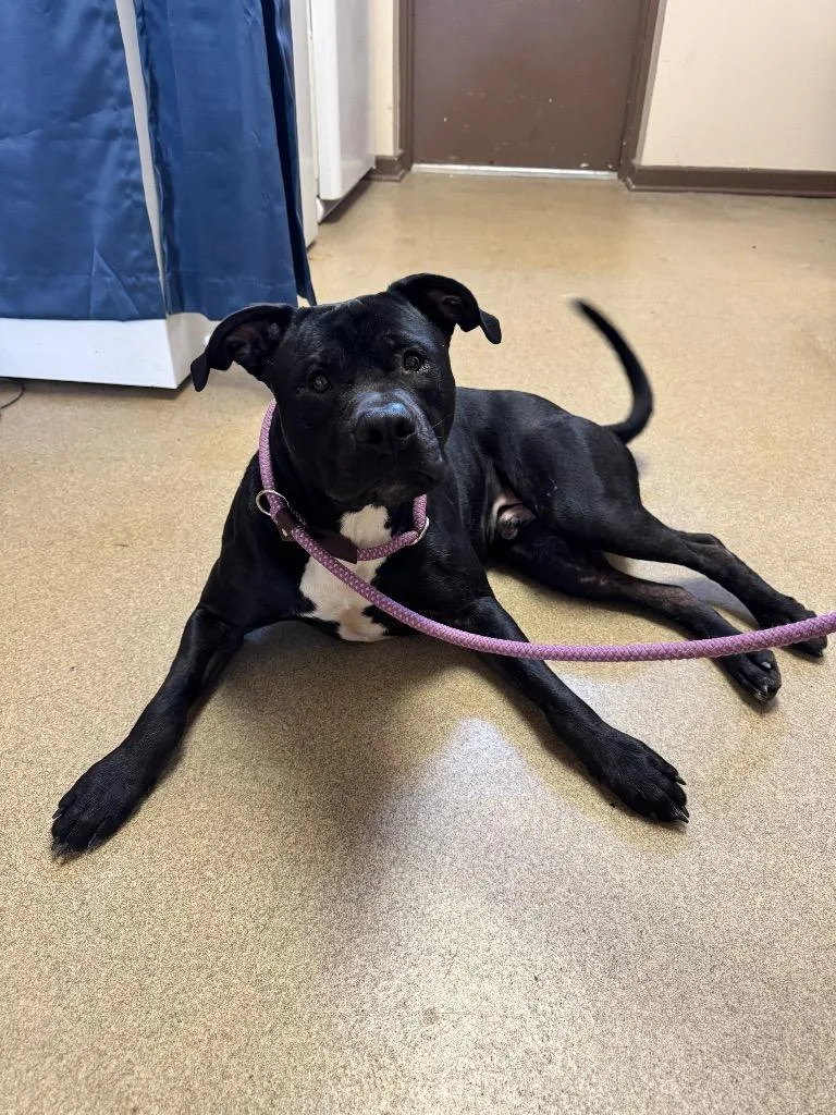 A young medium-sized male Mixed Breed dog named Funnel Cake for adoption in Springfield, OH