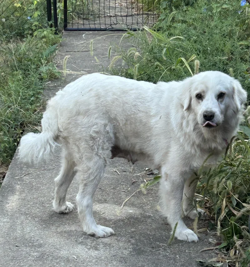 Falkor