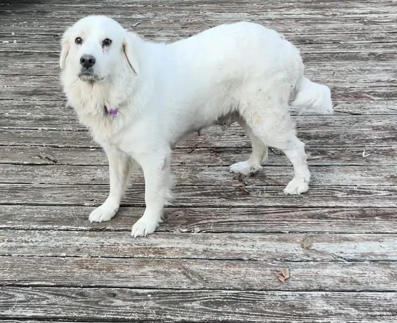 Falkor thumbnail 2