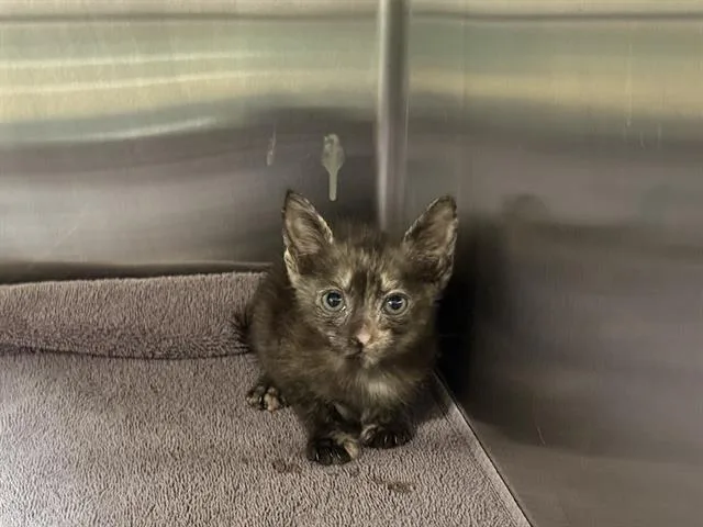 A baby small-sized female Domestic Short Hair cat named Rachel for adoption in Grand Prairie, TX