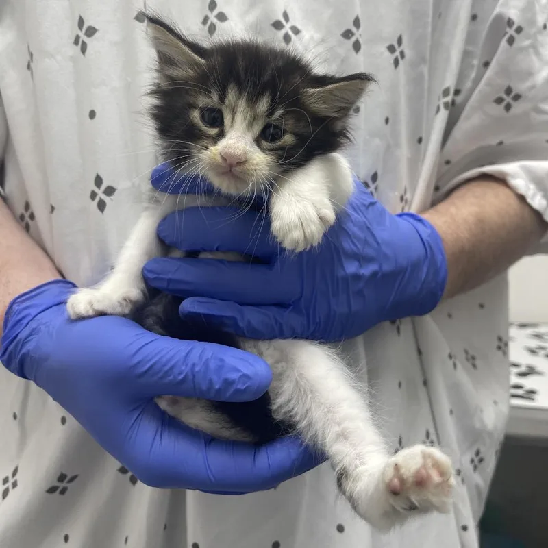 A baby small-sized female Brown / Chocolate Domestic Medium Hair cat named Seasmoke for adoption in Long Beach, CA