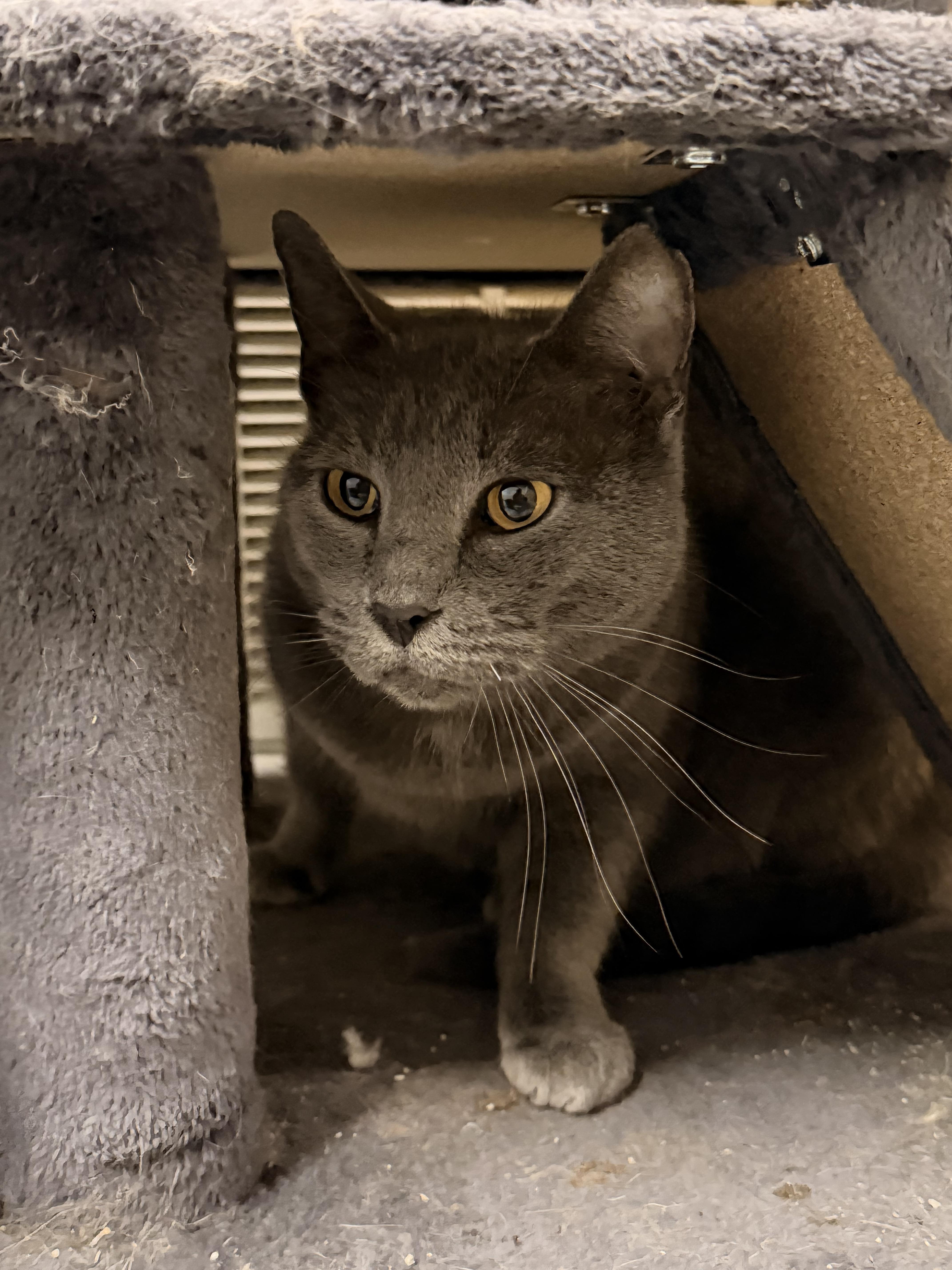 An adult medium-sized female Gray / Blue / Silver Domestic Short Hair cat named Stormy for adoption in Leesville, LA