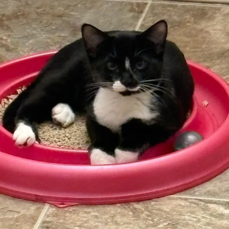 A baby small-sized female Black Domestic Short Hair cat named Aster for adoption in Ashland, OR