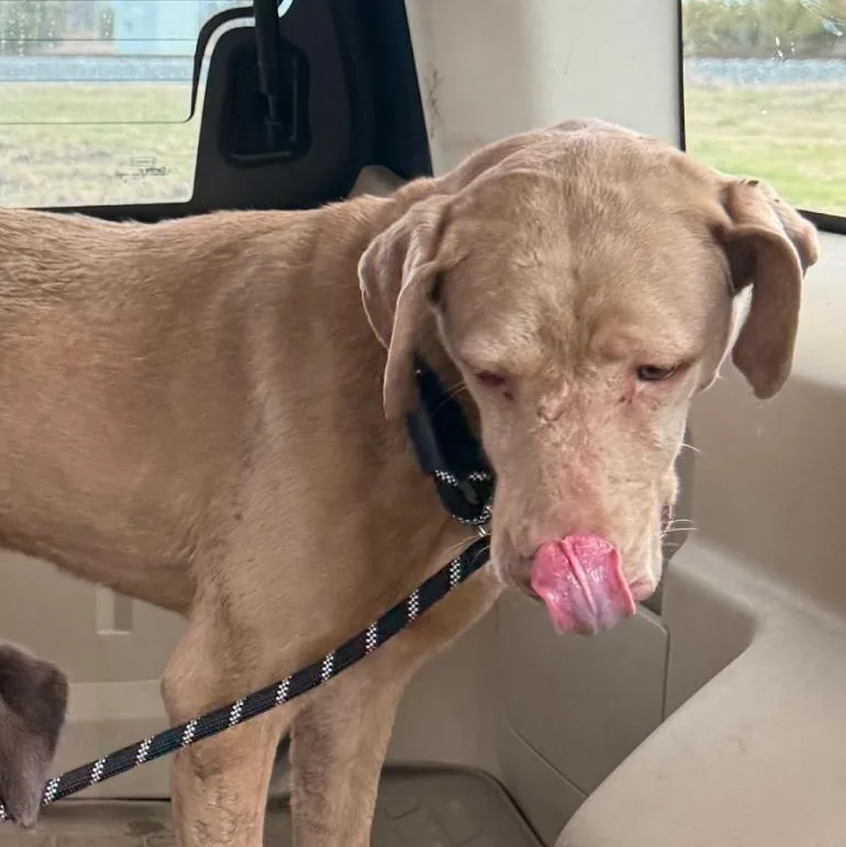 Sweet Sara thumbnail 2