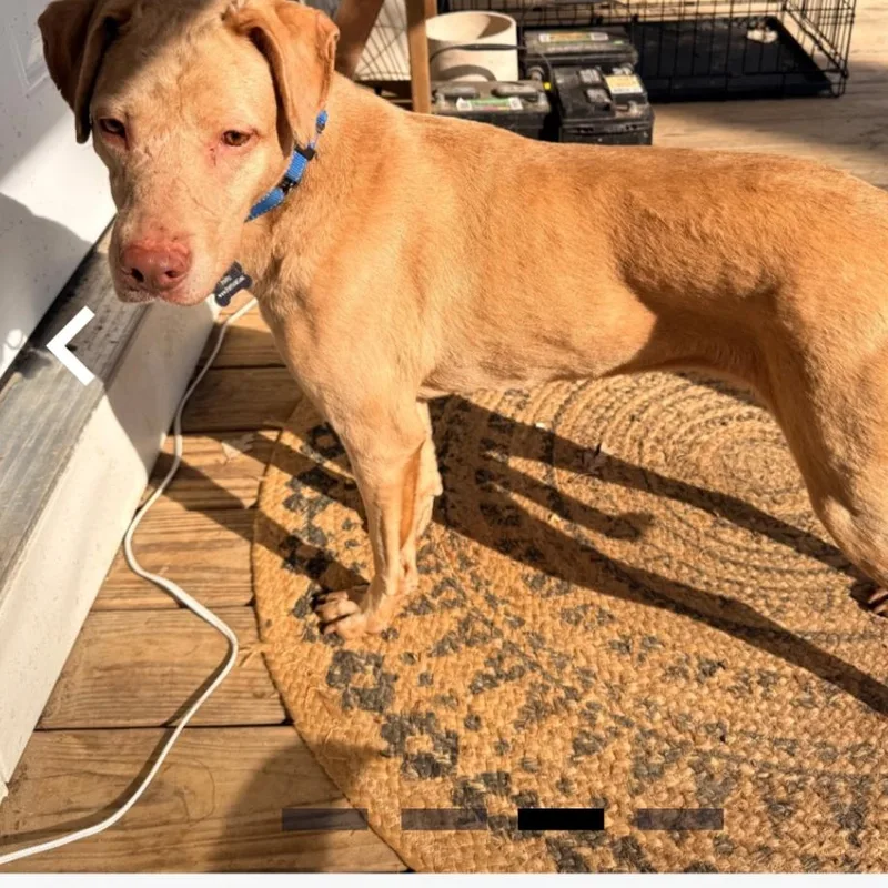 Sweet Sara thumbnail 4