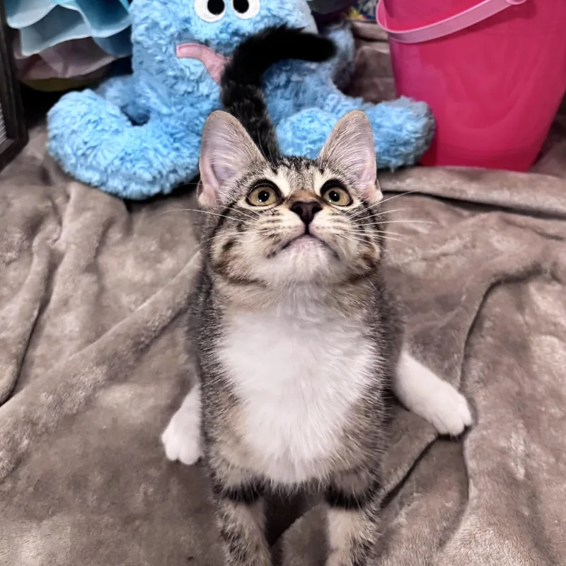 Callie