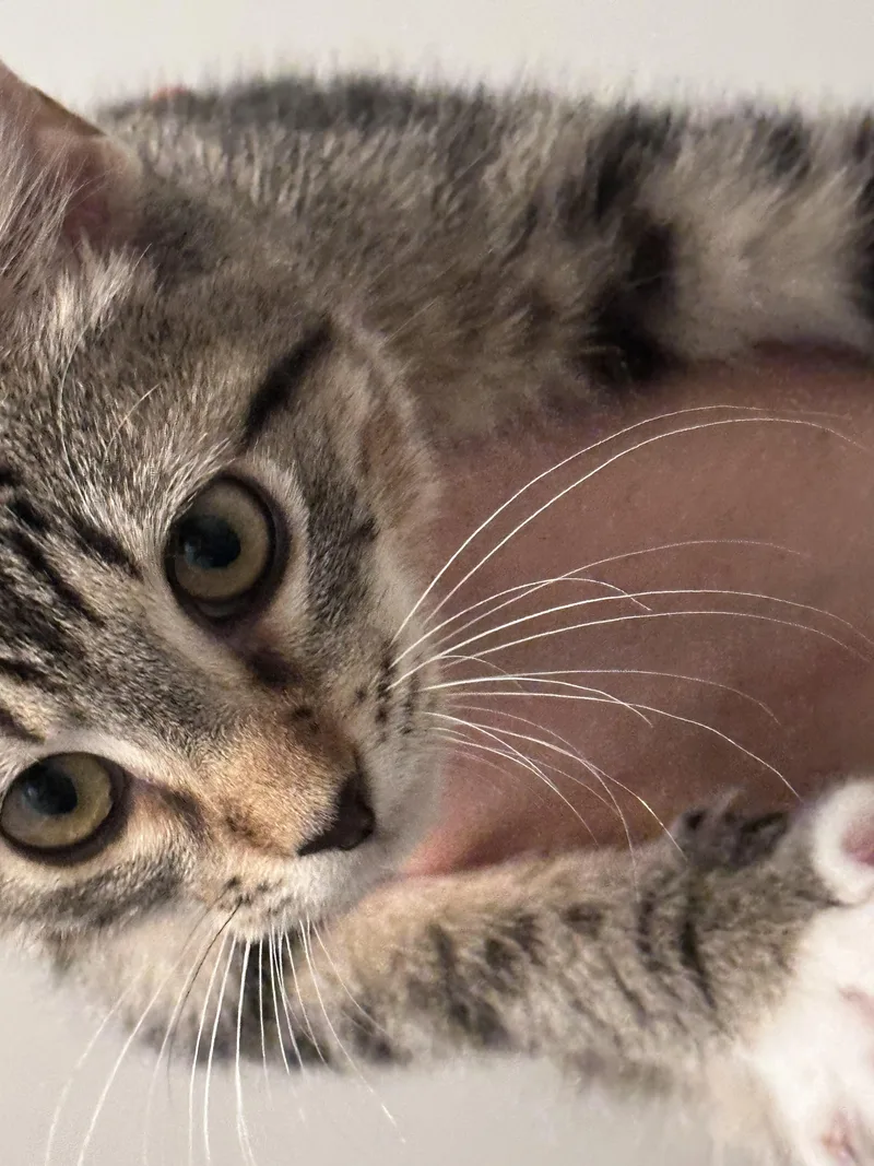 Callie thumbnail 2