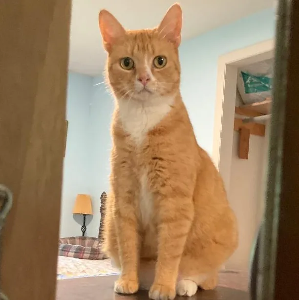 An adult medium-sized female Orange & White Domestic Short Hair cat named La Finca for adoption in Fair Haven, VT