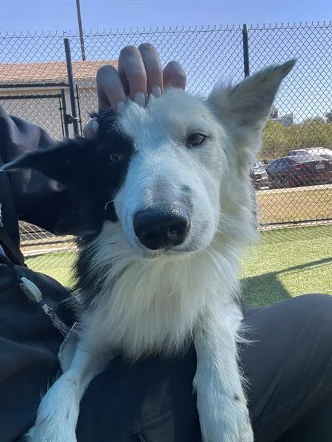 An adult medium-sized male Mixed Breed dog named Tunfa for adoption in Dallas, TX