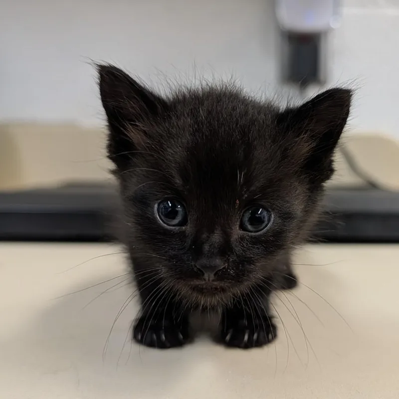 A baby small-sized male Black Domestic Short Hair cat named Casey for adoption in Ardmore, OK