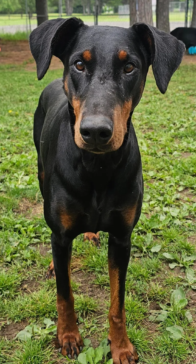 An adult large-sized female Doberman Pinscher dog named Pepper for adoption in Lapeer, MI