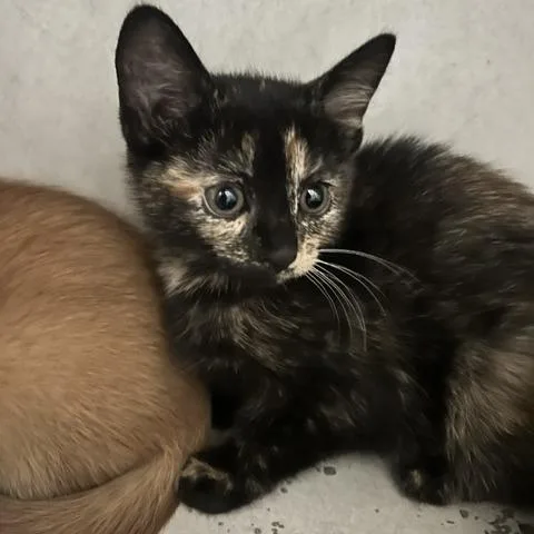 A baby small-sized female Black Domestic Short Hair cat named Rollo for adoption in Dayton, OH