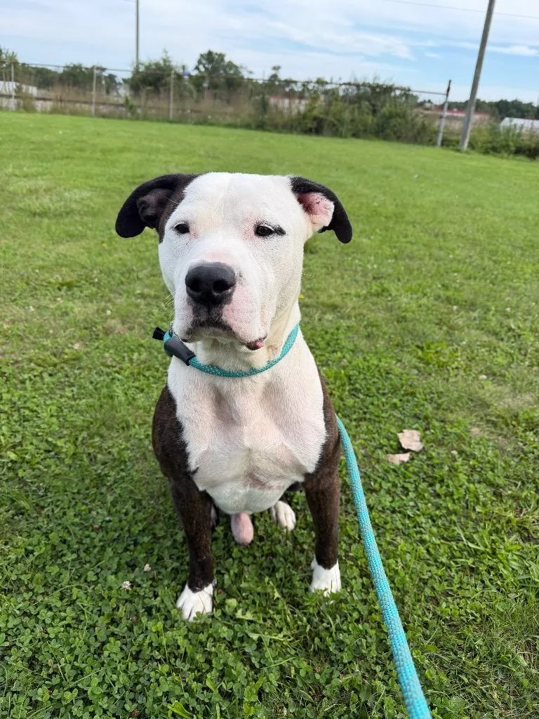 An adult large-sized male American Staffordshire Terrier dog named Zeus for adoption in Pierceton, IN