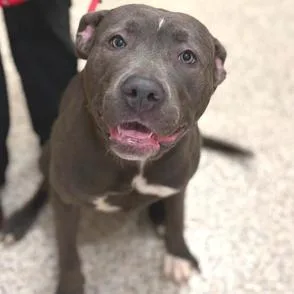An adult large-sized female Gray / Blue / Silver Mastiff dog named Wanda for adoption in Novelty, OH