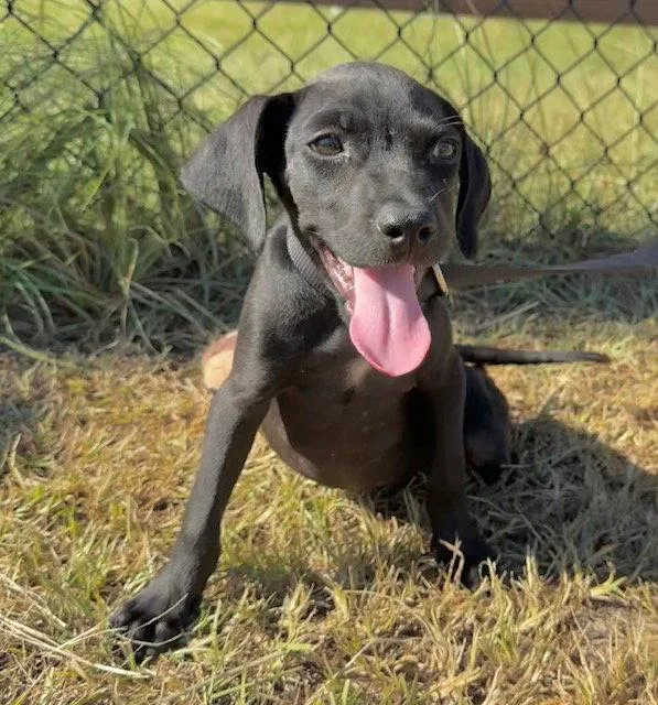 A young large-sized male Labrador Retriever dog named Garrett for adoption in Tarrytown, GA