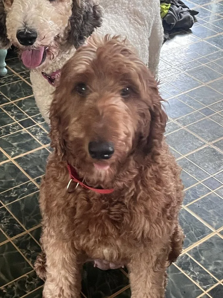 An adult large-sized female Irish Terrier dog named Sunny D for adoption in Lansing, MI